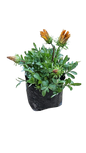 Gazania Assorted 3L