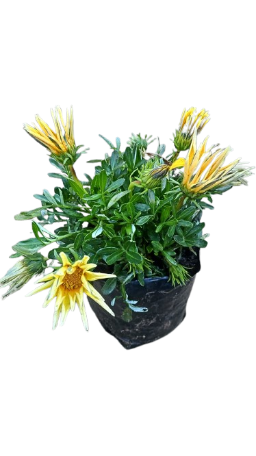 Gazania Assorted 3L