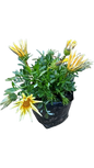 Gazania Assorted 3L