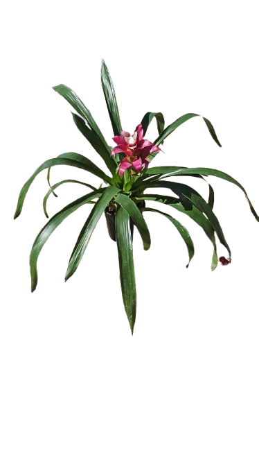 Guzmania 14cm