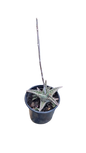 Gasteraloe Aveo (MNP1) 12cm