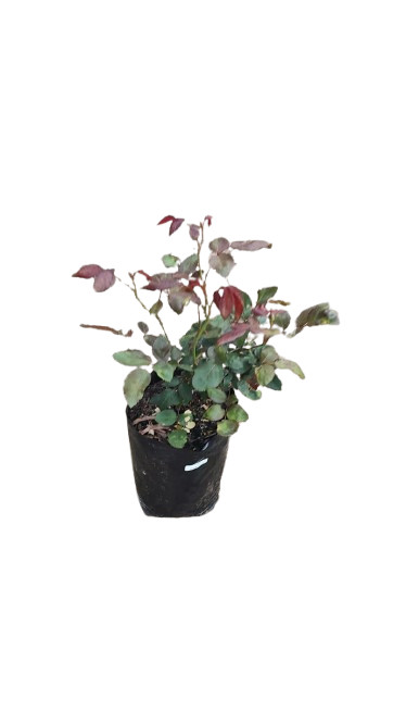 Ester Geldenhys Rose 5L (Coral Pink, Peach)
