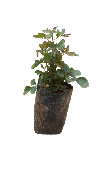 Germiston Gold Rose
