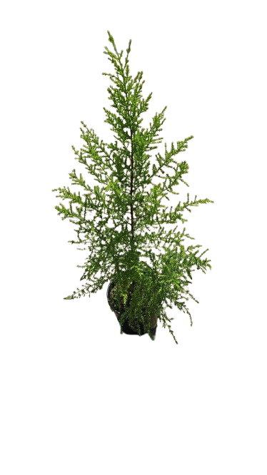 Gold Crest Macrocarpa 14cm