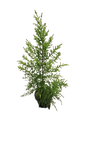 Gold Crest Macrocarpa 14cm