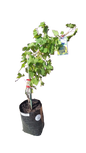 Grape 'White Hanepoot' 10L