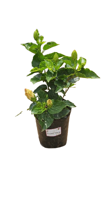 Hibiscus 10L Various Colours