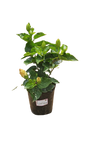 Hibiscus 10L Various Colours