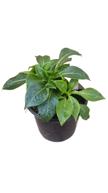 New Guinea Impatient Harmony Assorted - 15cm
