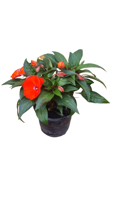 New Guinea Impatient Harmony Assorted - 15cm