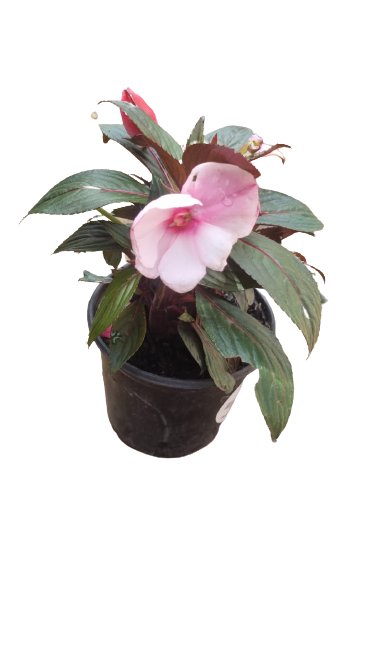 New Guinea Impatient Harmony Assorted - 15cm