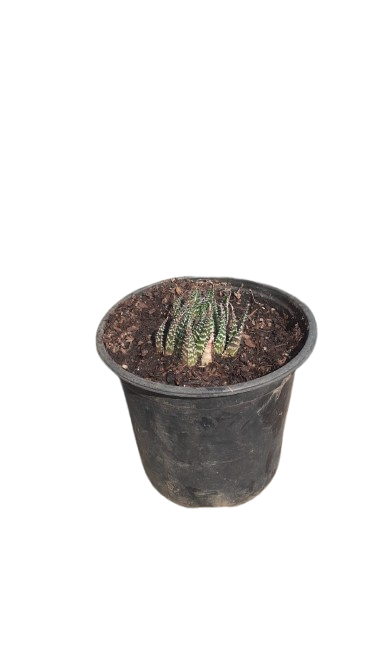 Haworthiopsis limifolia (Matitibala Plant) 3L