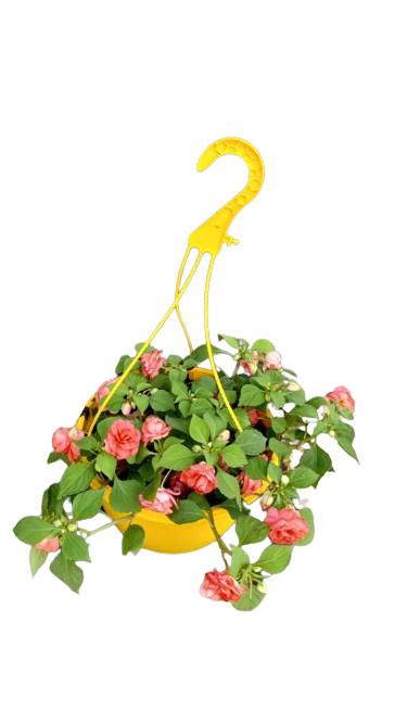Impatients Hanging Basket (Big)