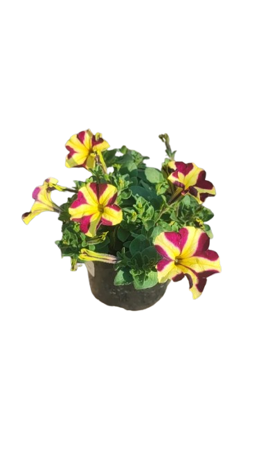 Petunia Various Colour 15cm