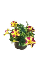 Petunia Various Colour 15cm