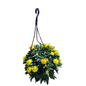 Bracteantha Helica 20cm Hanging Basket