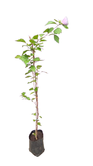 Hibiscus 5L