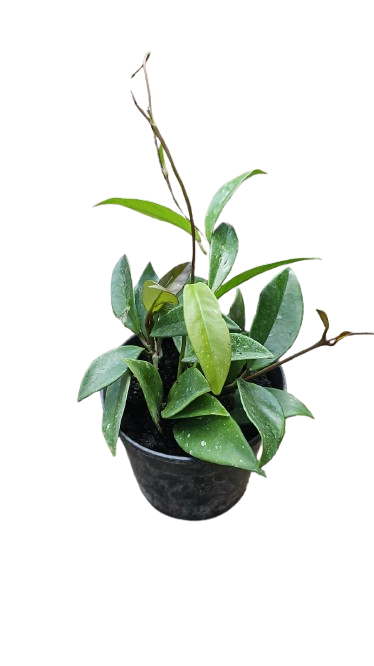 Hoya Carnosa 12cm