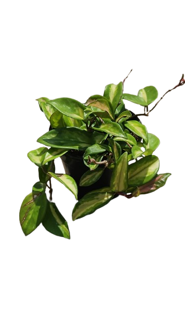 Hoya Carnosa Gold 14cm