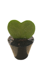 Heart succulent (Hoya Kerrii) 7,5cm
