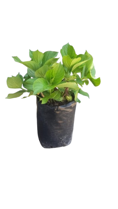 Hydrangea Macrophylla Blue 8L