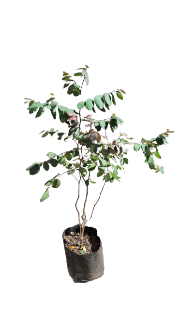 Breynia Nivosa ( Pink)- Ice Cream Bush Pink 10L