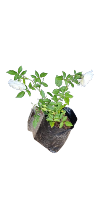 Iceberg White Rose