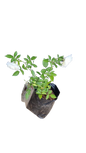 Iceberg White Rose
