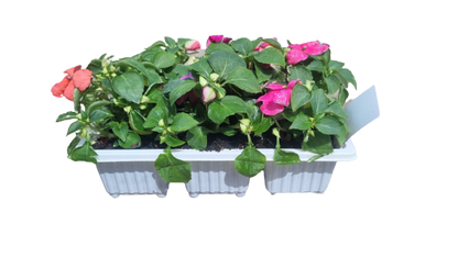 Impatiens 6 pack Seedling Tray