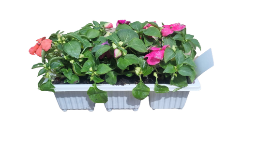 Impatiens 6 pack Seedling Tray