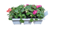 Impatiens 6 pack Seedling Tray