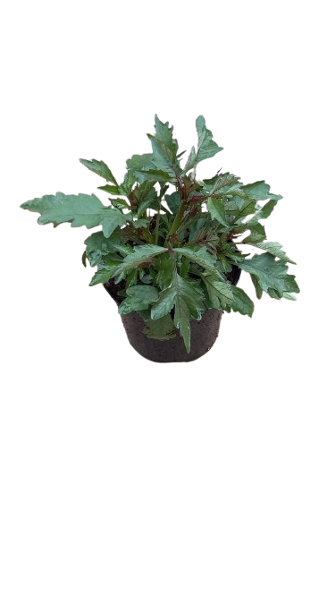 Impatient Glimmer Burgundy 17CM