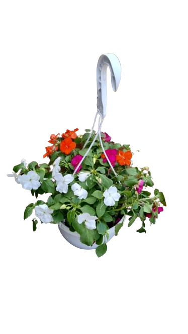 Impatiens Beacon Mixed Hanging Bowl 20cm