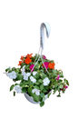 Impatiens Beacon Mixed Hanging Bowl 20cm