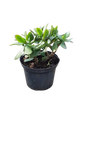 Jade Plant Various Sizes