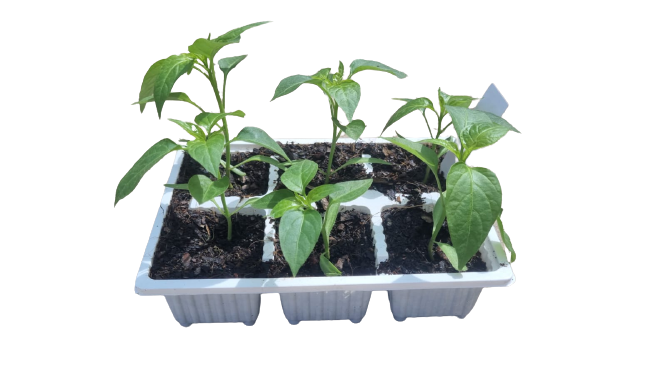 Jalapeno - 6 Pack Seedling Tray