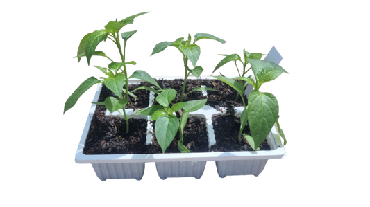 Jalapeno - 6 Pack Seedling Tray