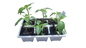 Jalapeno - 6 Pack Seedling Tray
