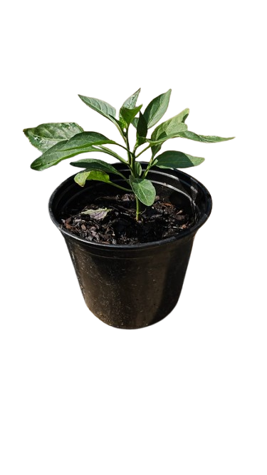 Capsicum Plant 15cm various