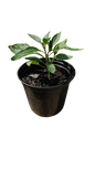 Capsicum Plant 15cm various