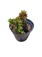 Sedum Rubrotinctum - Jelly Bean Succulent - 15cm