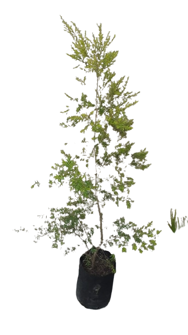 Melaleuca Bracteata Johannesburg Gold Bush 10L