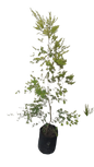 Melaleuca Bracteata Johannesburg Gold Bush 10L