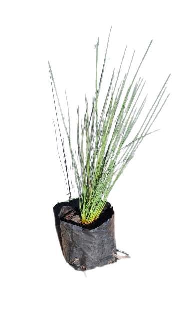 Juncus Effusus 4L