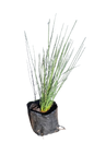 Juncus Effusus 4L
