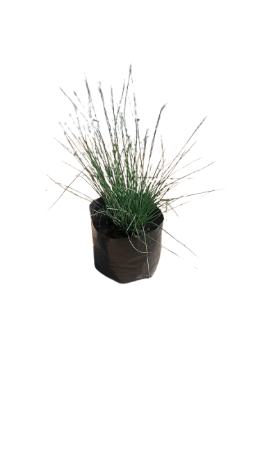 Juncus Blue Dart 4L
