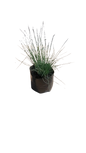 Juncus Blue Dart 4L