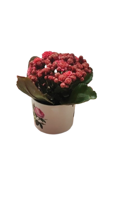 Kalanchoe In A Ceramic Pot