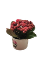 Kalanchoe In A Ceramic Pot