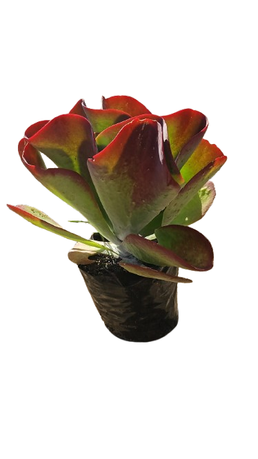 Kalanchoe luciae 4L